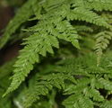 Davallia Canariensis